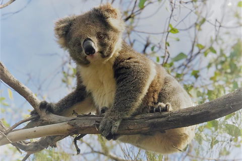 Kangaroo Island Scenic Trail Tour - Restaurant Gold Coast 2