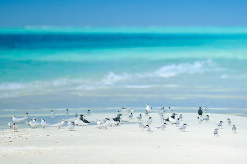 Private Coral Cay Bubbles Tour - Restaurant Gold Coast 2