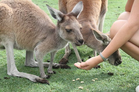 Pinnacles Desert, Koalas And Sandboarding 4WD Day Tour From Perth - Restaurant Gold Coast 1