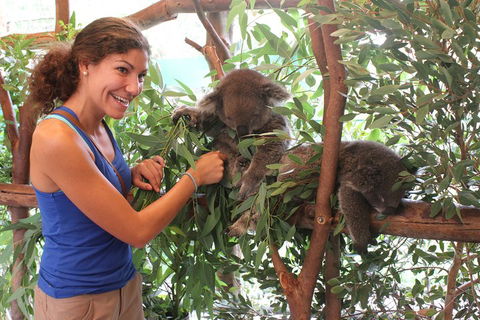 Pinnacles Desert, Koalas And Sandboarding 4WD Day Tour From Perth - Restaurant Gold Coast 5