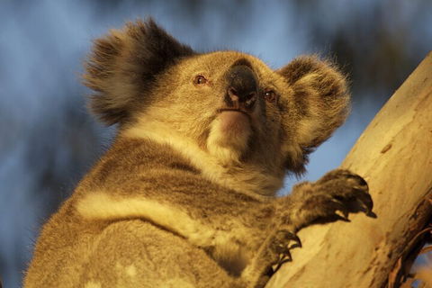 After Hours Electric Fatbike Tour In Kangaroo Island - Restaurant Gold Coast 2