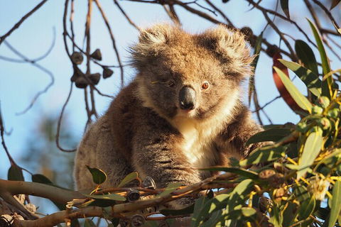 2-Hour Koala Walking Tour In Kangaroo Island - Restaurant Gold Coast 0