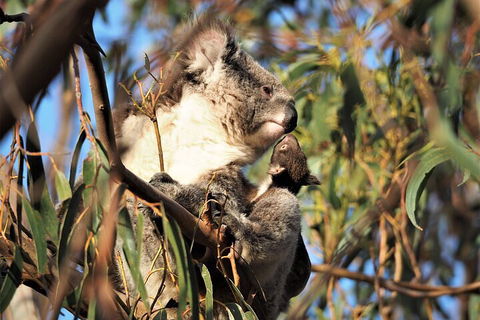 2-Hour Koala Walking Tour In Kangaroo Island - Restaurant Gold Coast 1