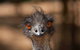 Currumbin Wildlife Sanctuary General Entry Ticket - thumb 0