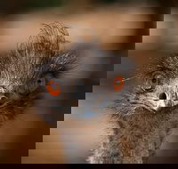 Currumbin Wildlife Sanctuary General Entry Ticket - Restaurant Gold Coast