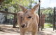 Currumbin Wildlife Sanctuary General Entry Ticket - thumb 2