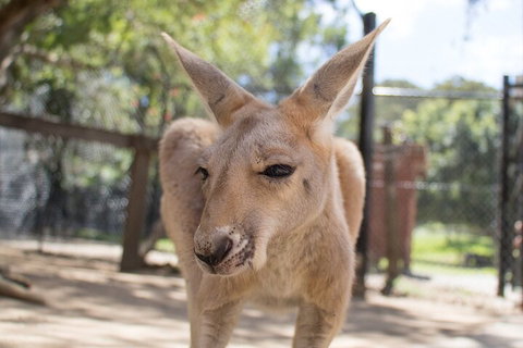 Currumbin Wildlife Sanctuary General Entry Ticket - Restaurant Gold Coast 2
