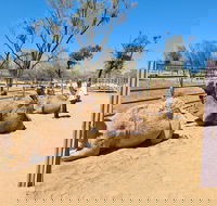 West MacDonnell Ranges Half-Day Small-Group Tour with Camel Ride - Restaurant Gold Coast