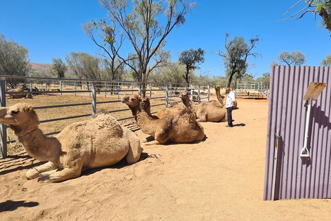 West MacDonnell Ranges Half-Day Small-Group Tour With Camel Ride - Restaurant Gold Coast 0