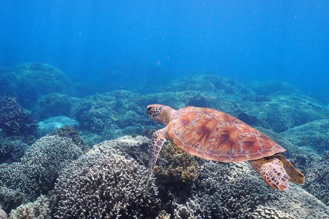 Calypso Outer Great Barrier Reef Cruise From Port Douglas - Restaurant Gold Coast 2