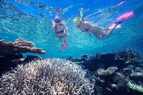 Great Barrier Reef Scenic Helicopter Tour And Cruise From Cairns - Restaurant Gold Coast 3