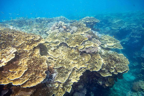 Cruise To Moore Reef Pontoon And Return Helicopter Flight From Cairns - Restaurant Gold Coast 5