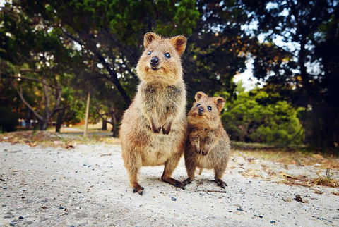 Rottnest Island All-Inclusive Grand Island Tour From Fremantle - Restaurant Gold Coast 5