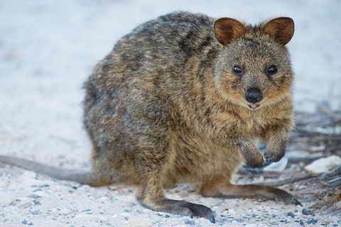 Perth To Rottnest Island Roundtrip Ferry Ticket - Restaurant Gold Coast 3
