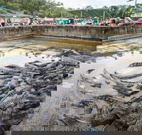 Hartley's Crocodile Adventures Day Trip from Cairns - Restaurant Gold Coast