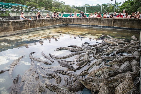 Hartley's Crocodile Adventures Day Trip From Cairns - Restaurant Gold Coast 0