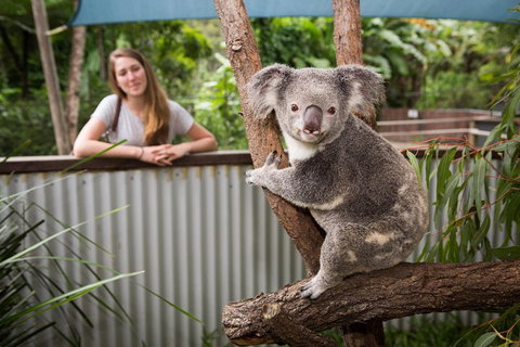 Hartley's Crocodile Adventures Day Trip From Cairns - Restaurant Gold Coast 5