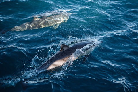 Sydney Whale-Watching Cruise - Restaurant Gold Coast 0