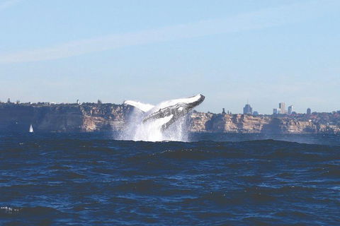 Sydney Whale-Watching Cruise - Restaurant Gold Coast 3