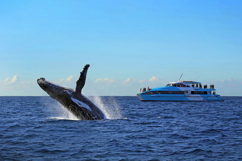 Sydney Whale-Watching Cruise - Restaurant Gold Coast 5
