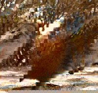 Pinnacles  Rottnest Island Scenic Air  Ground Tour - Restaurant Gold Coast