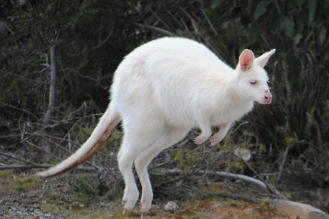 Small-Group Day Trip From Hobart To Bruny Island - Restaurant Gold Coast 2