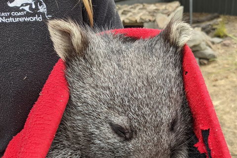 2-Day Tas East Coast Escape Tour Including Bay Of Fires, Wineglass Bay & Devils - Restaurant Gold Coast 3