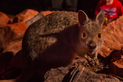 Alice Springs Desert Park Nocturnal Tour - Restaurant Gold Coast 3