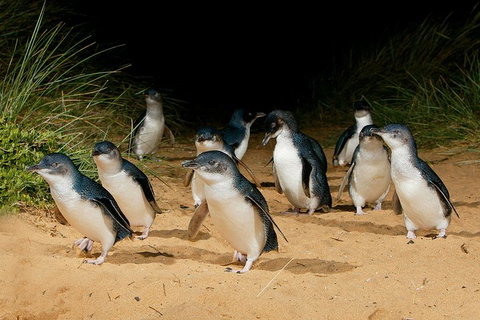 Small Group - Phillip Island Hike & Penguin Parade Day Tour From Melbourne - Restaurant Gold Coast 1