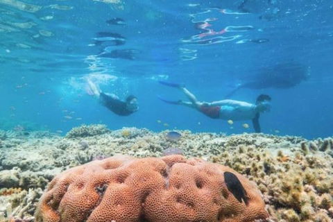 Great Barrier Reef Day Cruise To Reefworld - Restaurant Gold Coast 1