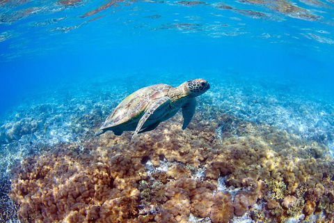 Great Barrier Reef Day Cruise To Reefworld - Restaurant Gold Coast 5