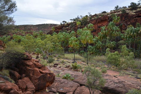 Palm Valley And Hermannsburg 1 Day 4WD Tour - Restaurant Gold Coast 4