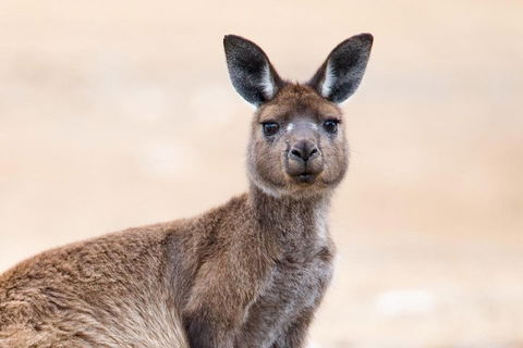 Kangaroo Island Luxury Small Group 'East End Explorer' Full Day Tour - Restaurant Gold Coast 1