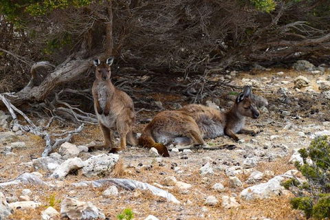 Kangaroo Island Luxury Small Group 'East End Explorer' Full Day Tour - Restaurant Gold Coast 4