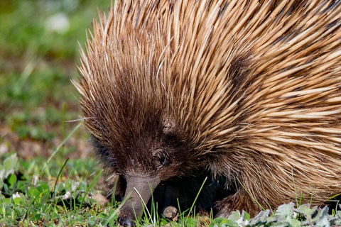 Kangaroo Island Luxury Small Group 'East End Explorer' Full Day Tour - Restaurant Gold Coast 5