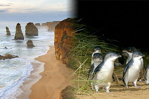 Melbourne Super Saver: Great Ocean Road + Phillip Island + Attraction Pass - Restaurant Gold Coast 0