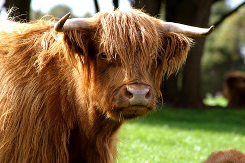 Melbourne Super Saver: Great Ocean Road + Phillip Island + Attraction Pass - Restaurant Gold Coast 1