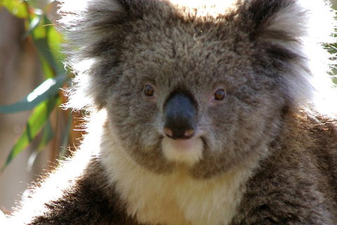 Melbourne Super Saver: Great Ocean Road + Phillip Island + Attraction Pass - Restaurant Gold Coast 3