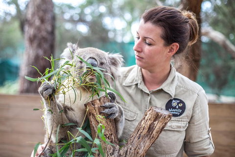 Melbourne Super Saver: Great Ocean Road + Phillip Island + Attraction Pass - Restaurant Gold Coast 4