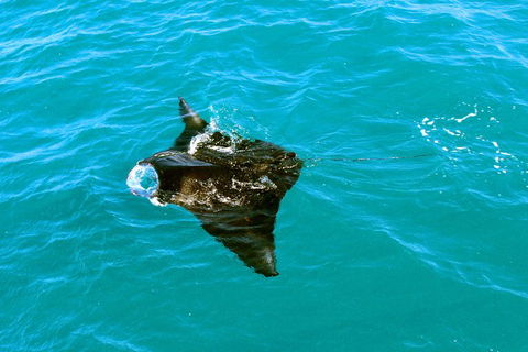 Roebuck Bay Snubfin Dolphin Cruise - Restaurant Gold Coast 5