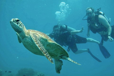 Ocean Freedom Great Barrier Reef Personal Luxury Snorkel & Dive Cruise, Cairns - Restaurant Gold Coast 4