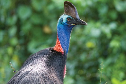 5 Day Australia Retreat: Queensland Daintree - Restaurant Gold Coast 3