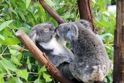 Classic Kuranda By Skyrail And Scenic Railway Including Rainforestation, Koala And Wildlife Park And Pamagirri Aboriginal Experi - Restaurant Gold Coast 3