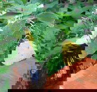 Australian Butterfly Sanctuary- Virtual Interactive Tour With Private Guide - Restaurant Gold Coast