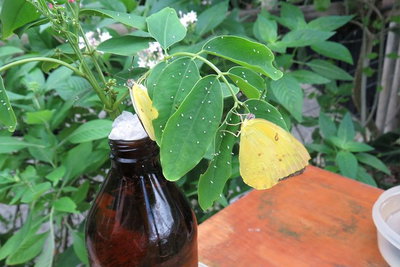 Australian Butterfly Sanctuary- Virtual Interactive Tour With Private Guide