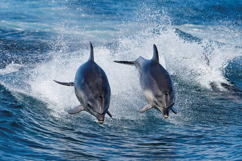 Full-Day Bruny Island Cruises Day Tour From Hobart - Restaurant Gold Coast 5