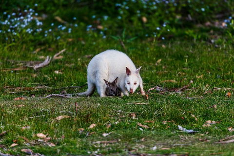 Bruny Island Traveller - Gourmet Tasting And Sightseeing Day Trip From Hobart - Restaurant Gold Coast 3