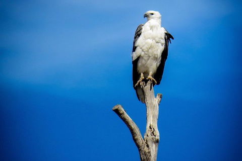 Kangaroo Island 75-Minute Ocean Safari - Restaurant Gold Coast 0