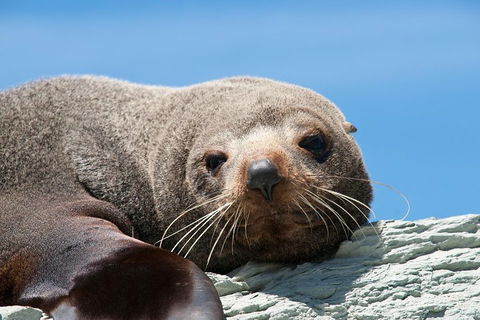 Kangaroo Island 75-Minute Ocean Safari - Restaurant Gold Coast 1