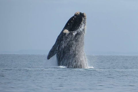 Kangaroo Island 75-Minute Ocean Safari - Restaurant Gold Coast 2